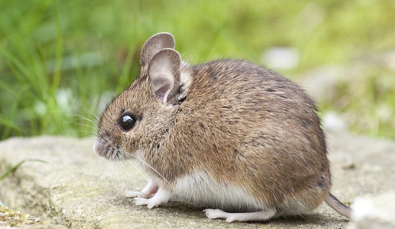 Bitrix 102875: mouse_1974359_1920.jpg