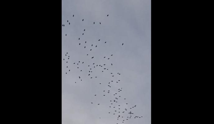 Bitrix 130443: murmuratsiya-voron.jpg