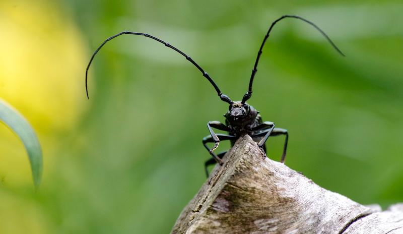 Bitrix 93805: musk_beetle_4343564_1280.jpg