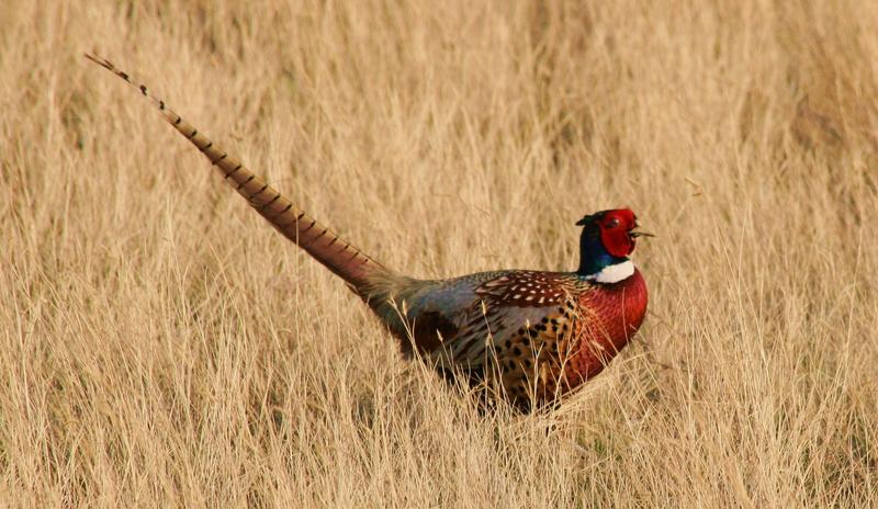 Bitrix 126985: nature_bird_ground_prairie_wildlife_portrait_1324020_pxhere.com.jpg