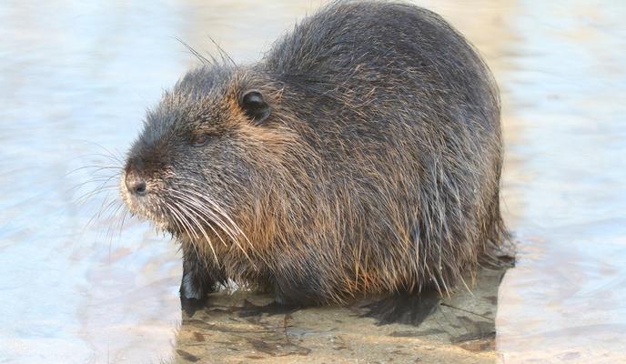 Bitrix 88893: otter_5874108_1280.jpg