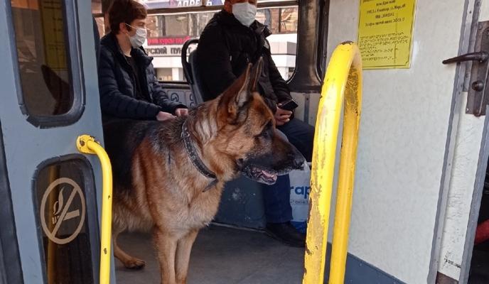 Bitrix 108702: ovcharka.jpg