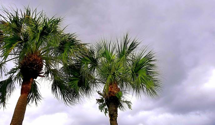 Bitrix 104947: palmtree_g8cd9fe219_1920.jpg