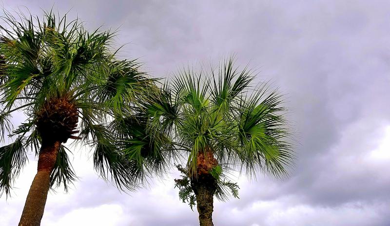 Bitrix 104947: palmtree_g8cd9fe219_1920.jpg