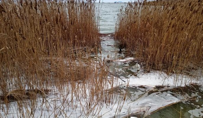 Bitrix 143981: pena_v_lagune_anton_popovich_scaled.jpeg