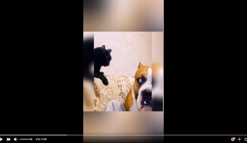 Bitrix 117460: pes-i-kot.jpg