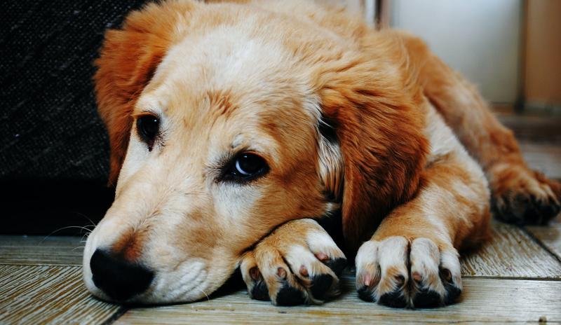 Bitrix 118957: pexels_bruno_cervera_128817.jpg
