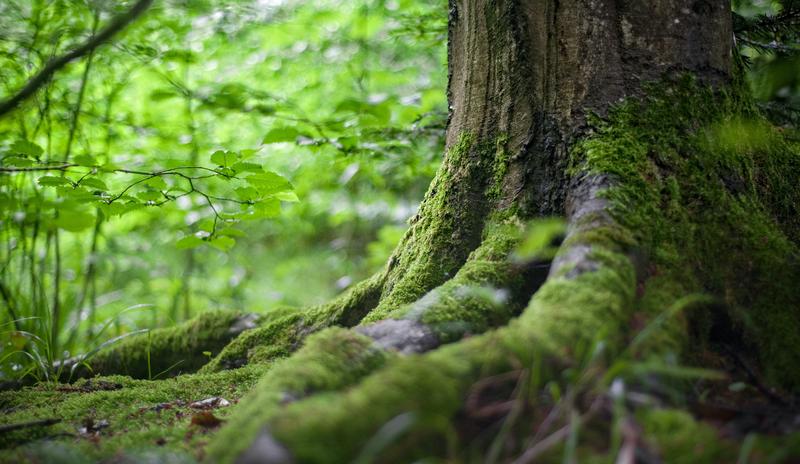Bitrix 105887: pexels_mali_maeder_142497.jpg