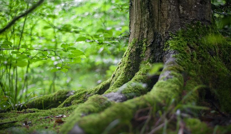 Bitrix 110969: pexels_mali_maeder_142497.jpg