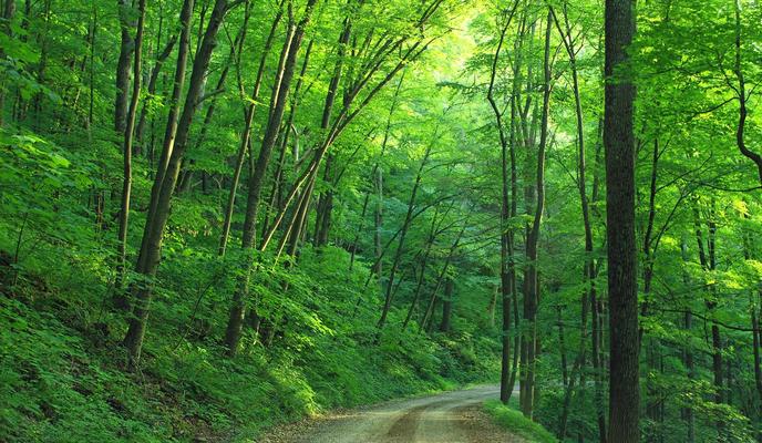 Bitrix 106030: pexels_pixabay_163703.jpg