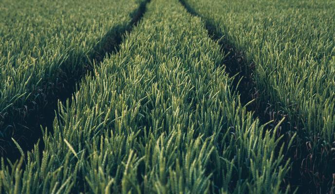 Bitrix 117152: pexels_stanislav_kondratiev_2909070.jpg