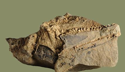 Bitrix 158776: po_sledam_drevnih_kitov_uchenye_skfu_podveli_itogi_ehkspedicii_v_karachaevo_cherkesiyu_ncfu_ru_01_3_.jpg