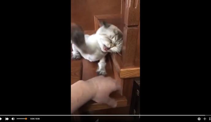 Bitrix 110873: psikhovannyy-kot.jpg