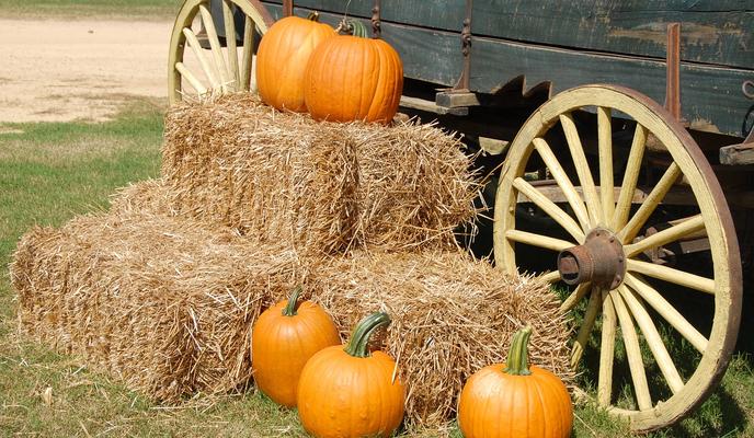 Bitrix 104198: pumpkins_1572854_1280.jpg