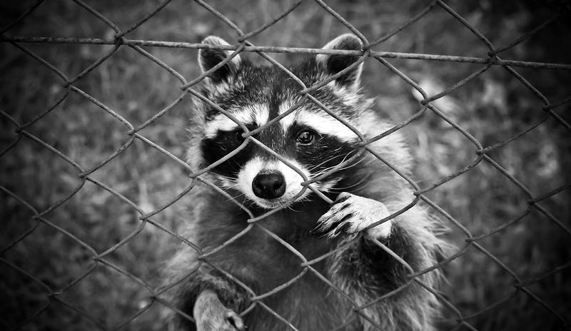 Bitrix 93854: raccoon_1612593_1280.jpg