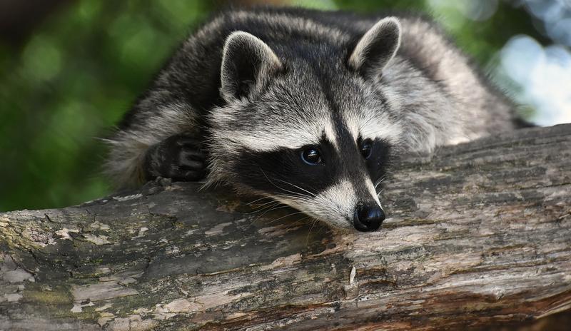 Bitrix 141228: raccoon_3820327_1280.jpg