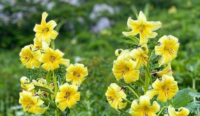 Bitrix 98936: roza_lililya_b7q0irz.jpg