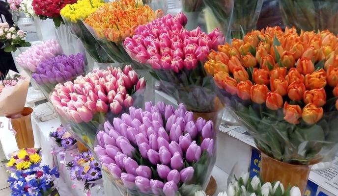 Bitrix 146405: rynok_-tsvety_-tyulpany.jpg