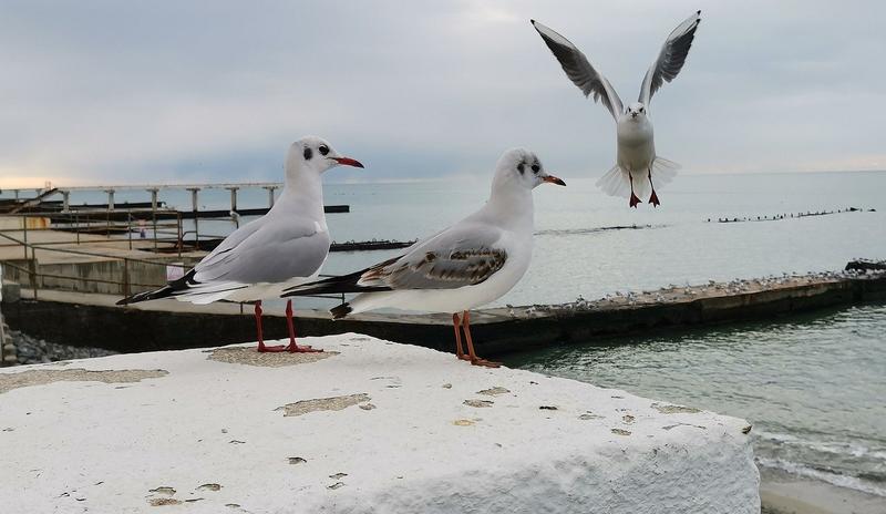 Bitrix 95910: sea_5949397_1280.jpg