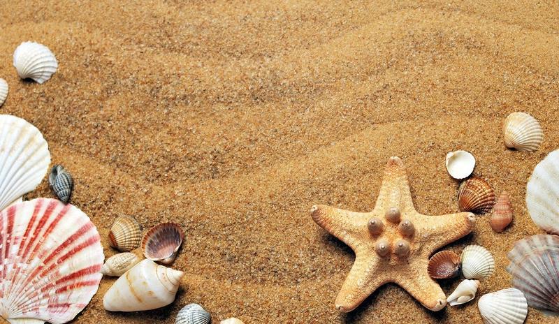 Bitrix 116797: seashells_g908c10a3e_1280.jpg