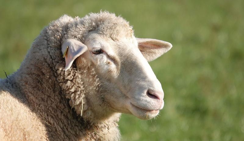 Bitrix 98574: sheep_4673941_1280.jpg