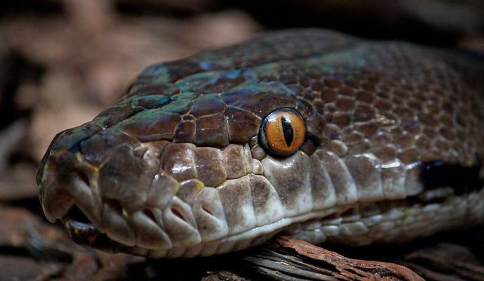 Bitrix 90492: snake_4773742_1280.jpg