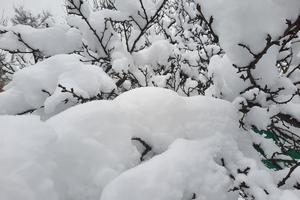Bitrix 144541: sneg.jpg