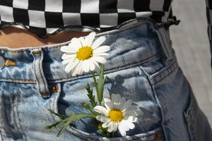 Bitrix 185758: still_life_daisy_flowers.jpg
