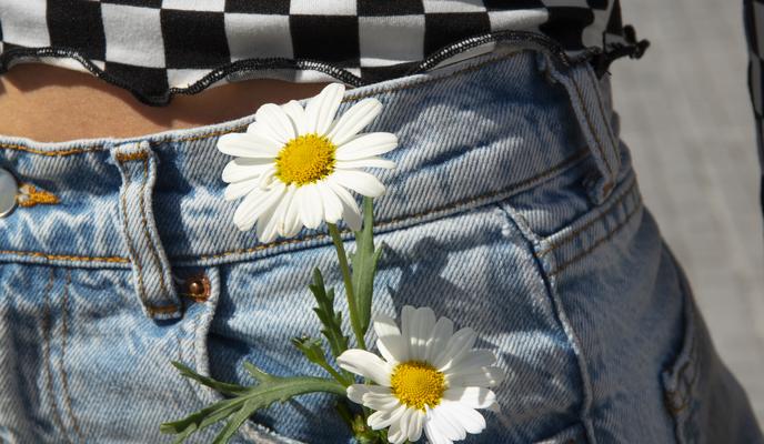 Bitrix 185758: still_life_daisy_flowers.jpg