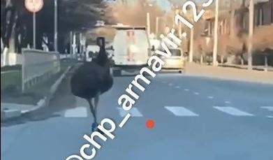 Bitrix 144257: straus.jpg