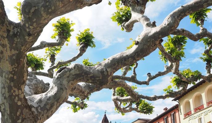 Bitrix 91487: sycamore_4134267_1920.jpg