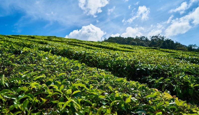 Bitrix 96141: tea_2289468_1280.jpg