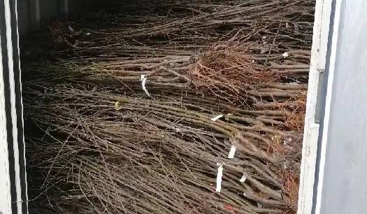 Партию зараженных персиковых саженцев из Турции уничтожили в порту Новороссийска