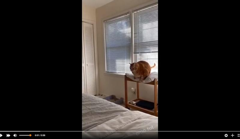 Bitrix 118567: tolstyy-kot.jpg