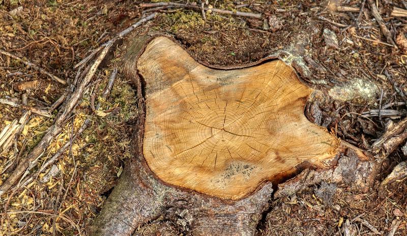 Bitrix 94541: tree_stump_5088499_1280.jpg