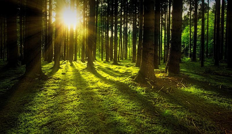 Bitrix 99614: trees_3294681_1920.jpg