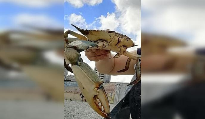 Bitrix 98104: v_novorossiyske_rybakam_popalsya_ogromnyy_goluboy_krab.jpeg