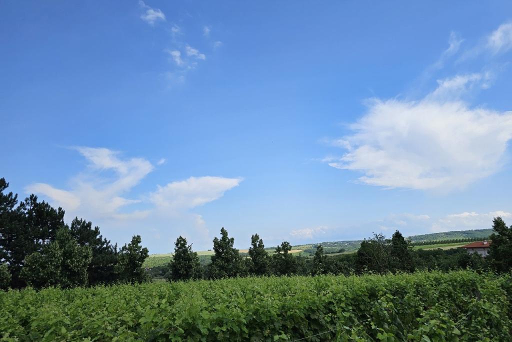 Bitrix 136469: vinogradnik.jpg