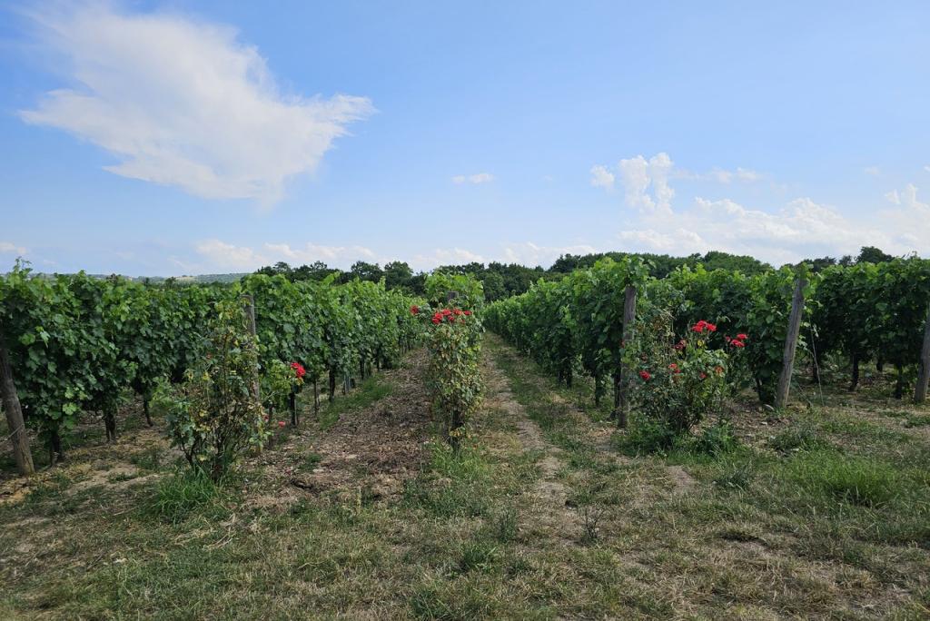Bitrix 136473: vinogradnik2.jpg