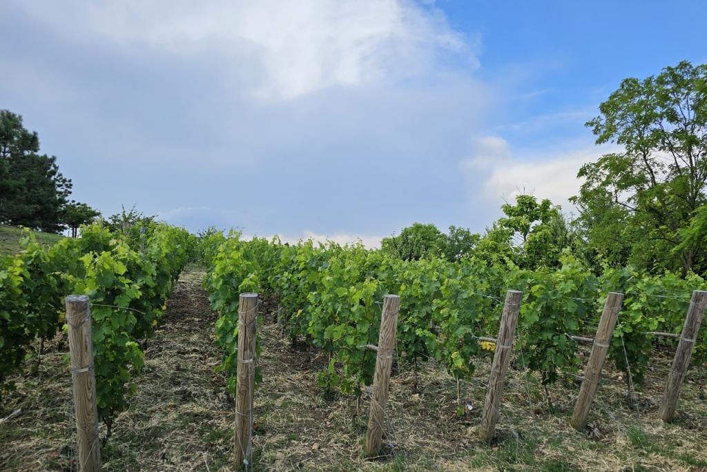 Bitrix 136476: vinogradnik3.jpg
