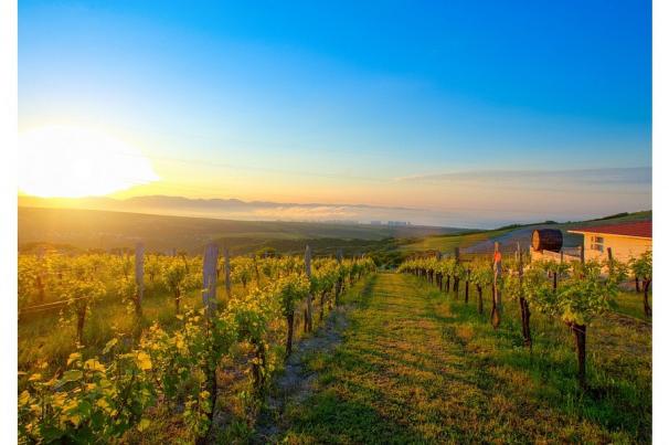 Bitrix 117277: vinogradniki-turizm.jpg