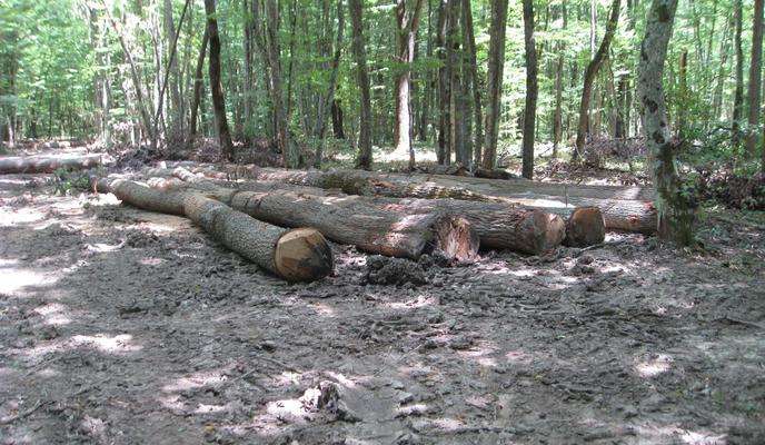 Bitrix 126217: vyrubili-les.jpg