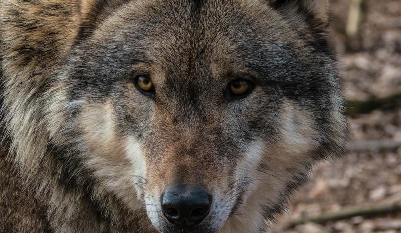 Bitrix 89497: wolf_1239994_1280.jpg