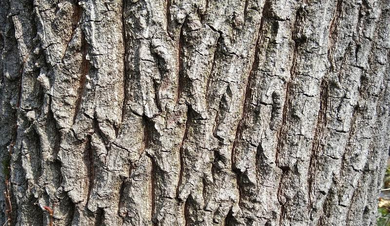 Bitrix 92114: wood_3602205_1280.jpg