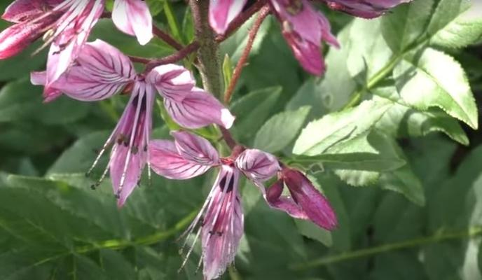 Bitrix 134600: yasenets.jpg