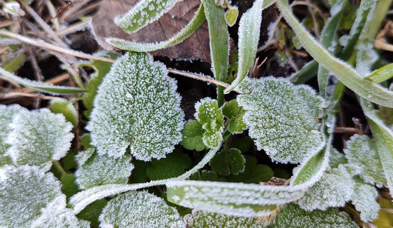 Bitrix 146705: zamorozki-iney-izmoroz-moroz-zima-trava1.jpg