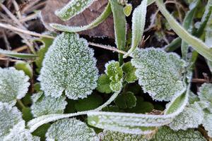 Bitrix 146705: zamorozki-iney-izmoroz-moroz-zima-trava1.jpg