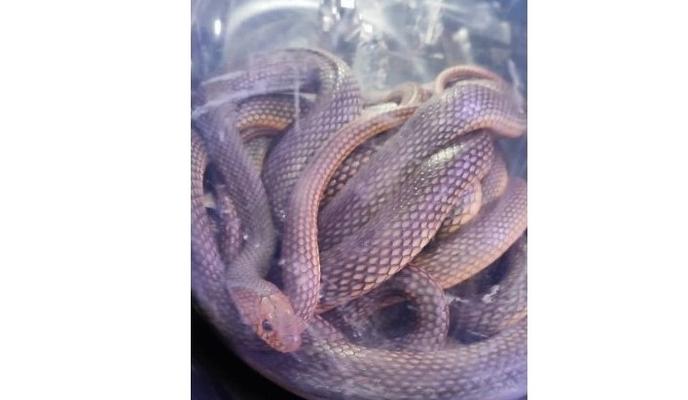 Bitrix 142279: zmeya.jpg