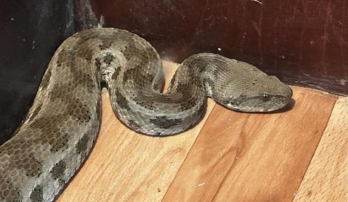 Bitrix 141784: zmeya.jpg