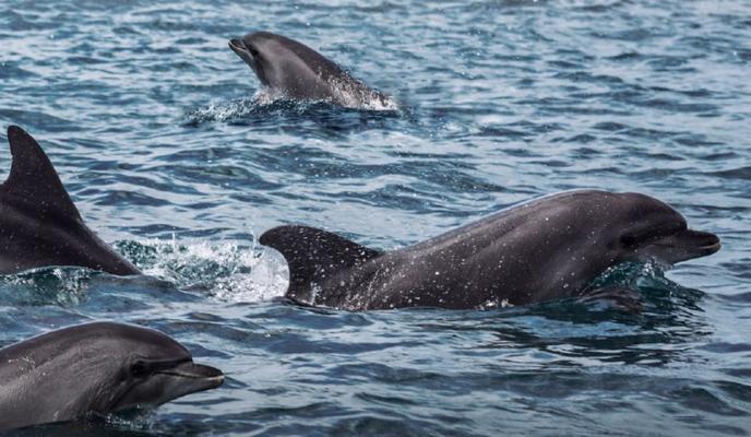 Bitrix 118224: zvdaI1_dVmI9lCjbKokySf1FXyDzX6DyxKDA16VisMgItfR_qC5aQs6cttIlVIvFjJ5UJHUrMzgil9sT4OTC3RRk.jpg